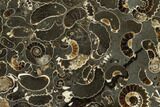 Polished Ammonite (Promicroceras) Slab - Marston Magna Marble #131991-1
